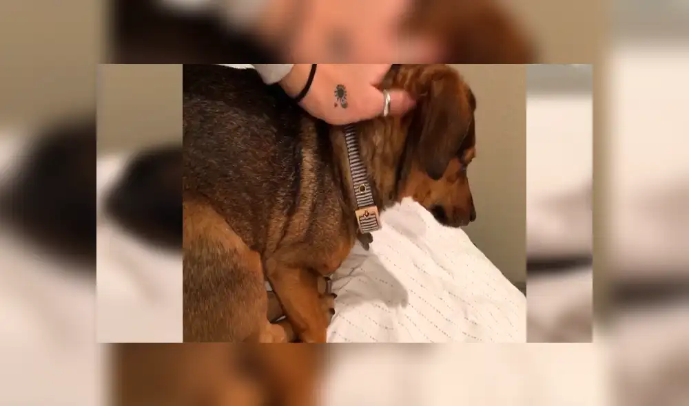 En Facebook, un perro no paró de mover su cola cuando estaba descansando en la cama de su dueña.