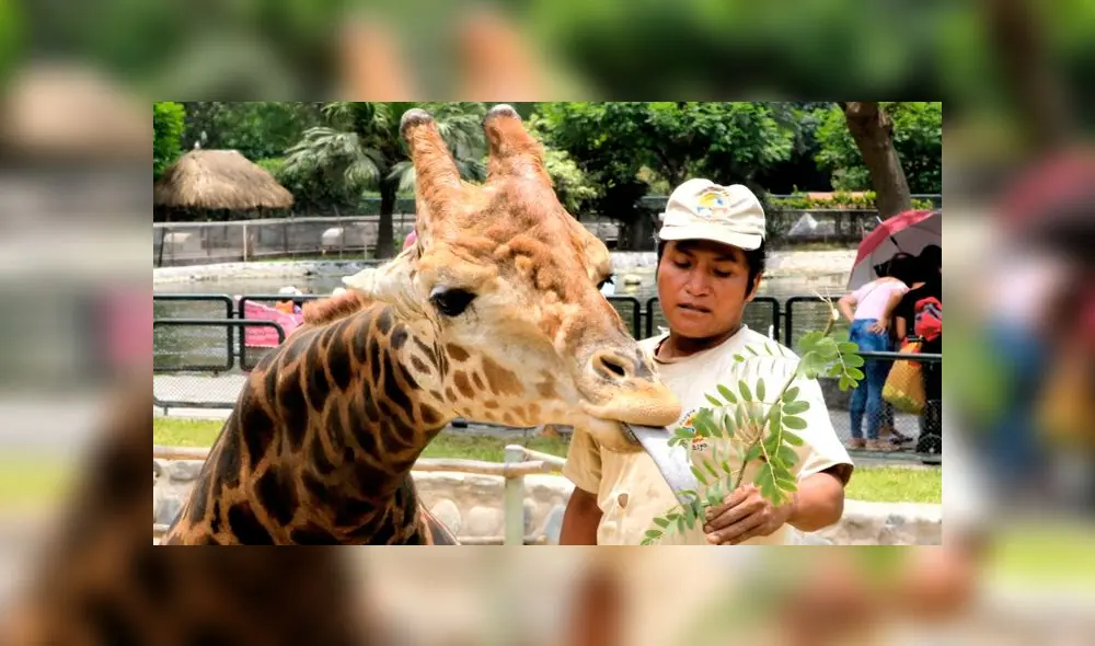 El parque alberga a más de 1.000 animales. Foto: Difusión. El parque alberga a más de 1.000 animales. Foto: Difusión.