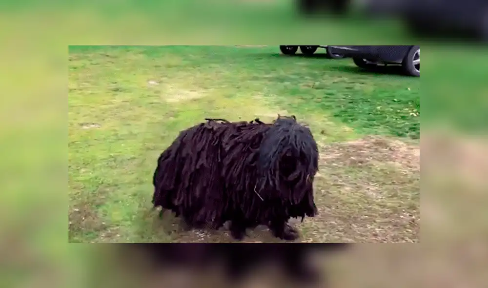 YouTube viral: Descubre extraño bulto en la calle, se asoma y queda en shock [VIDEO] 