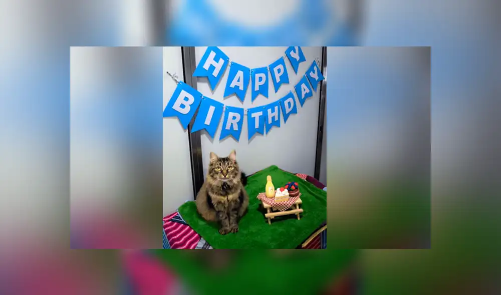 A través vez de Facebook se ha vuelto viral la historia de 'Monique', una gata a la que le hicieron una fiesta y nadie fue. A través vez de Facebook se ha vuelto viral la historia de 'Monique', una gata a la que le hicieron una fiesta y nadie fue.