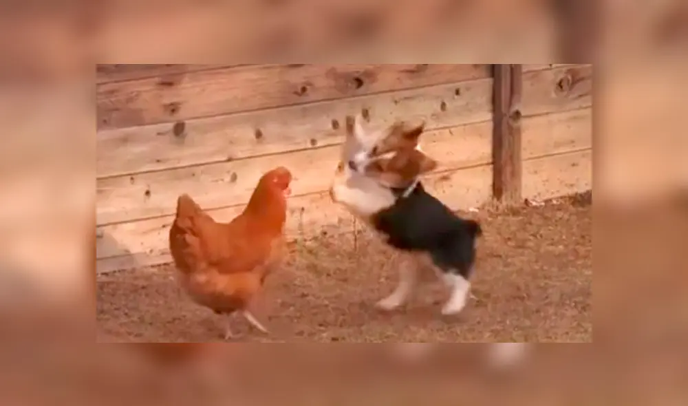 Pato ‘rabioso’ logra detener pelea entre un perro y una gallina [VIDEO]