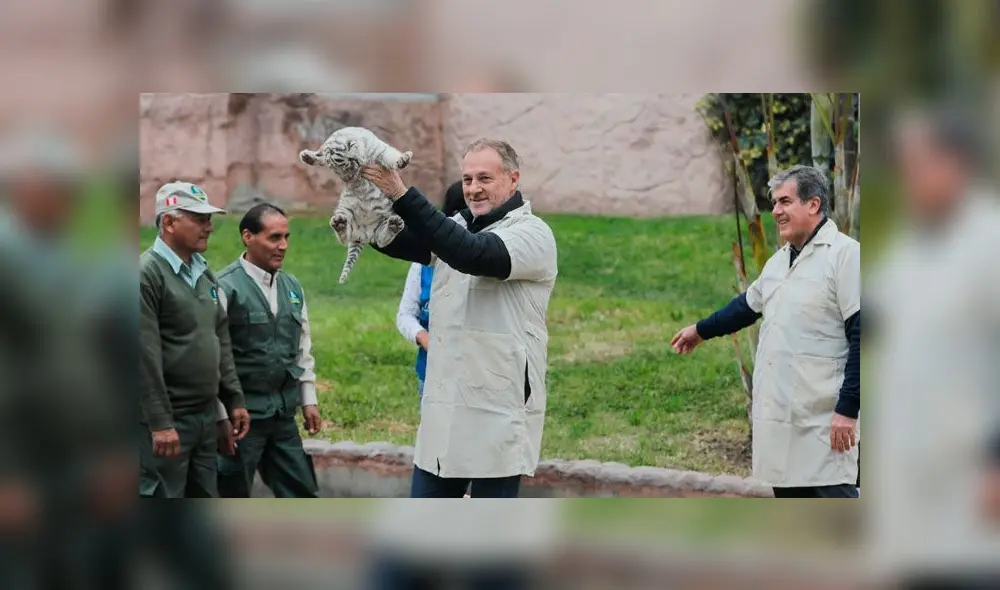 Tres tigresas de bengala nacieron en el Parque de las Leyendas [FOTOS]