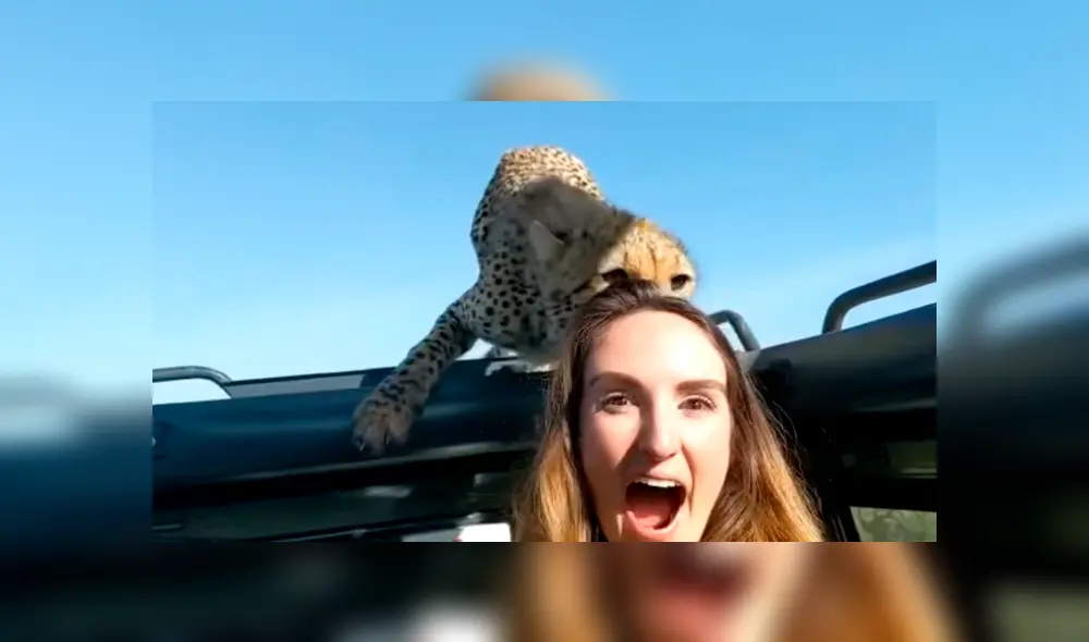 YouTube viral: mujer intenta tomarse ‘selfie’ con cheetah en safari, sin imaginar la reacción del felino