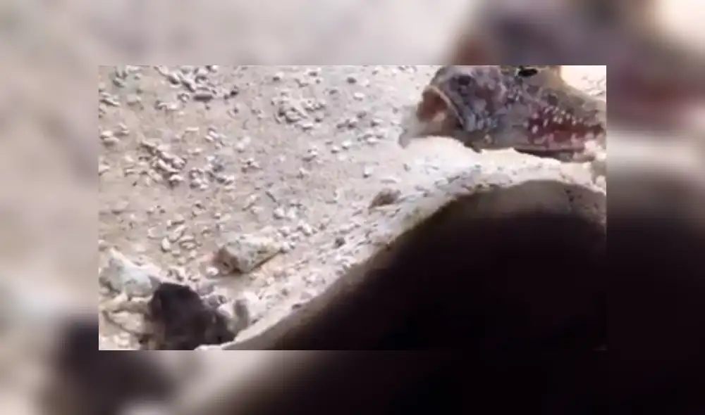 En YouTube, un joven quedó impactado al descubrir que sus peces tenían constantes peleas dentro del acuario.