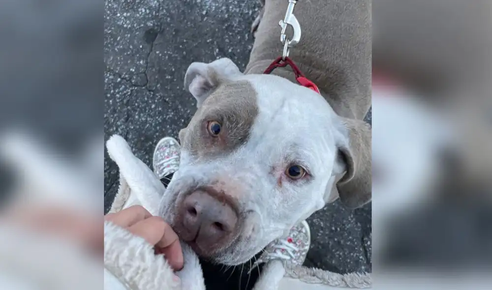 Desliza las imágenes par ver más sobre esta conmovedora historia que se hizo viral en redes sociales. Foto: @thewunderdogs / Instagram