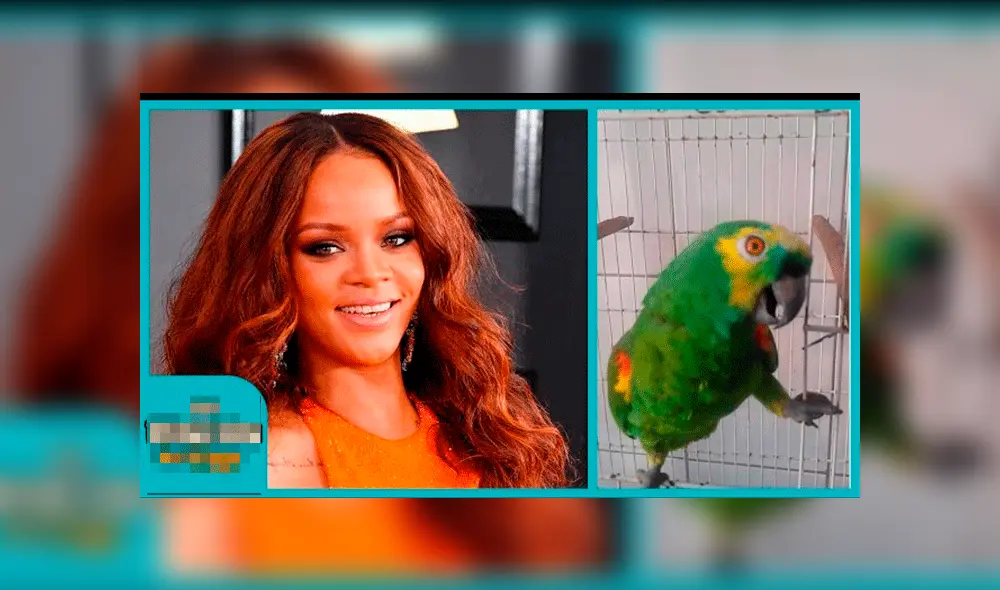 YouTube viral: usuarios sorprendidos tras ver a loro cantar tema de Rihanna [VIDEO]