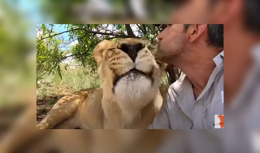 Desliza hacia la izquierda para ver las imágenes del viral de Facebook. Foto:
The Lion Whisperer. Desliza hacia la izquierda para ver las imágenes del viral de Facebook. Foto:
The Lion Whisperer.