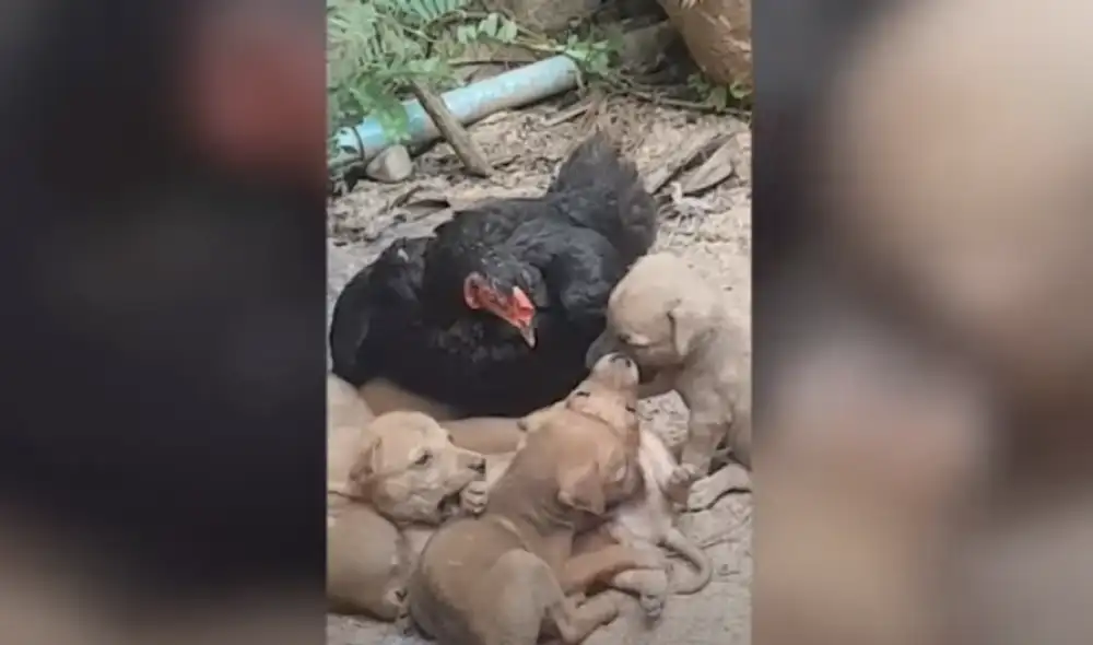 Video es viral en YouTube. Dueño de la gallina se percató de la peculiar conducta del ave con un grupo de perros abandonados y no dudó en grabarla para compartirla en redes. Video es viral en YouTube. Dueño de la gallina se percató de la peculiar conducta del ave con un grupo de perros abandonados y no dudó en grabarla para compartirla en redes.