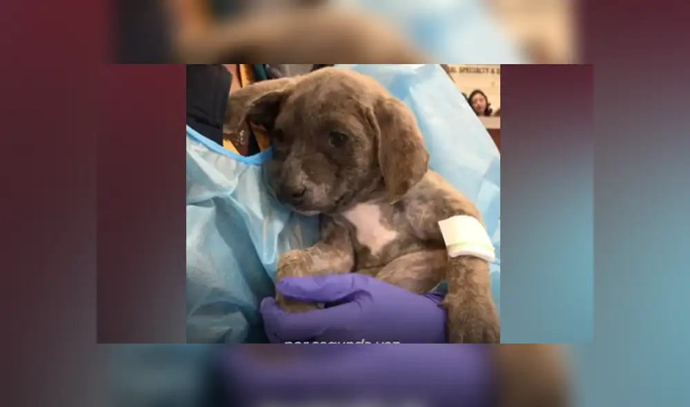 Desliza hacia la izquierda para ver las imágenes del viral de Facebook. Foto: Captura. Desliza hacia la izquierda para ver las imágenes del viral de Facebook. Foto: Captura.