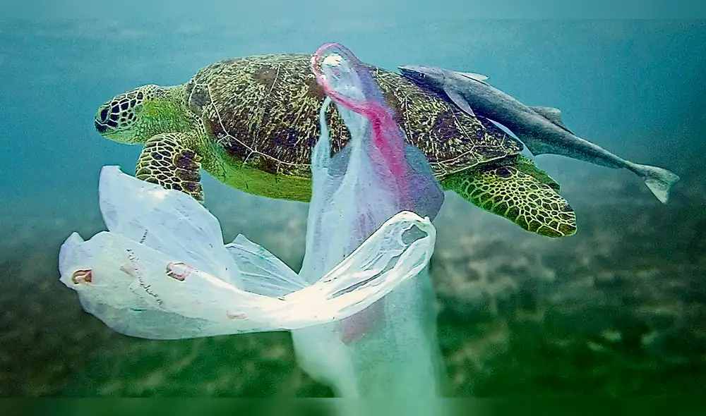 Plástico de un solo uso también enferma a las personas y animales