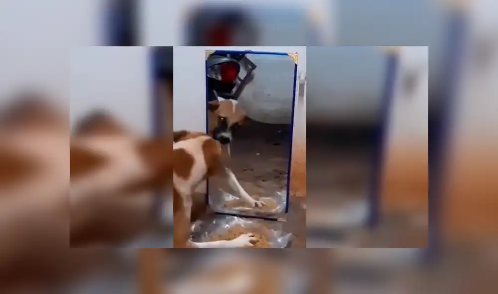 Desliza hacia la izquierda para ver más del video viral. Fotocaptura: Twitter