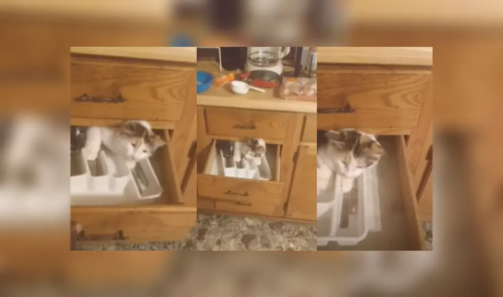 Desliza a la izquierda para ver más fotos de la divertida escena entre el travieso gato y su dueño que se hizo viral en Facebook. (Foto: captura)