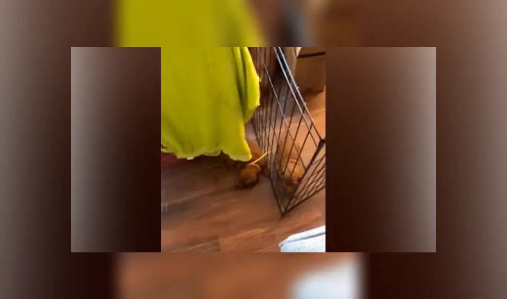 Desliza hacia la izquierda para ver la tierna escena del video viral de Facebook. Desliza hacia la izquierda para ver la tierna escena del video viral de Facebook.