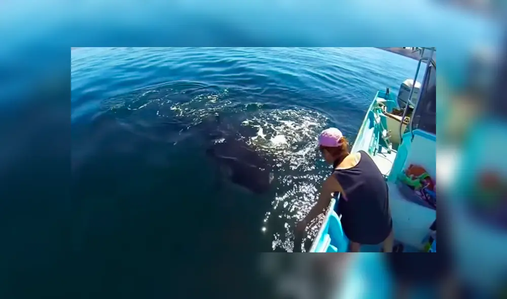 Facebook viral: recorren océano y se topan con misteriosa criatura que tiene increíble reacción al verlos Facebook viral: recorren océano y se topan con misteriosa criatura que tiene increíble reacción al verlos