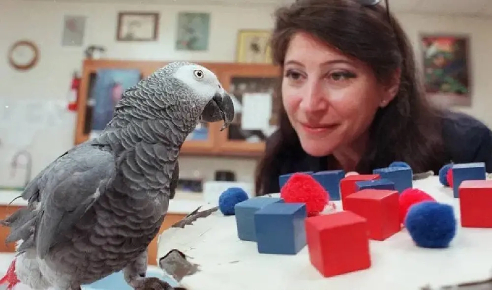 Alex llegó a conocer 150 palabras y decía las palabras "lo siento" y "te quiero". Foto: YouTube/Captura/Experto Animal Alex llegó a conocer 150 palabras y decía las palabras "lo siento" y "te quiero". Foto: YouTube/Captura/Experto Animal