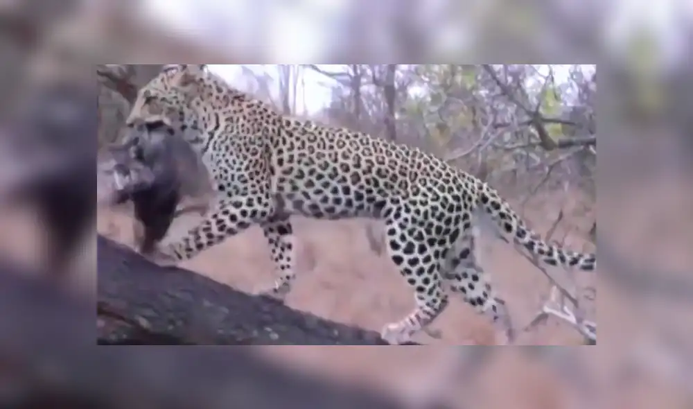 Vía Facebook: ¿guepardo mató a águila que asesinó a su cría? Aquí la verdad del viral [VIDEO]