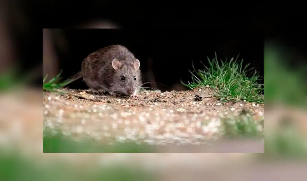 Hantavirus recorre Argentina y llega a Chile: enfermera muere en Santiago Hantavirus recorre Argentina y llega a Chile: enfermera muere en Santiago
