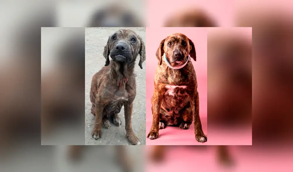 Facebook viral: salva a perrita en mal estado que vivía en un basurero y ahora luce así [FOTOS]