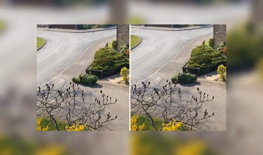 A través de TIkTok se hizo viral el momento en que un hombre sale a la calle disfrazado de arbusto en la cuarentena.