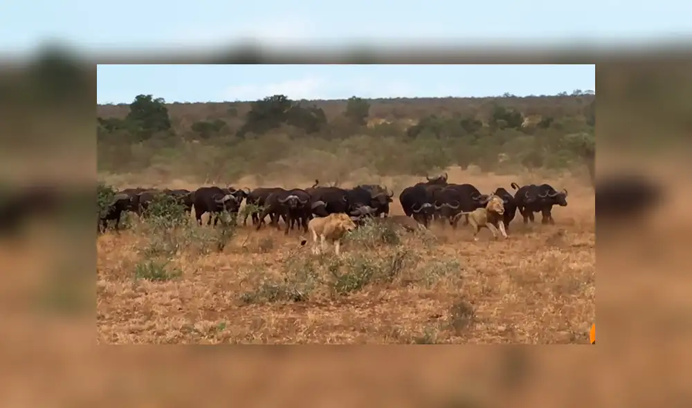 Hambrientos leones muerden a búfalo, sin imaginar que furiosa manada llegaría a su rescate [VIDEO]