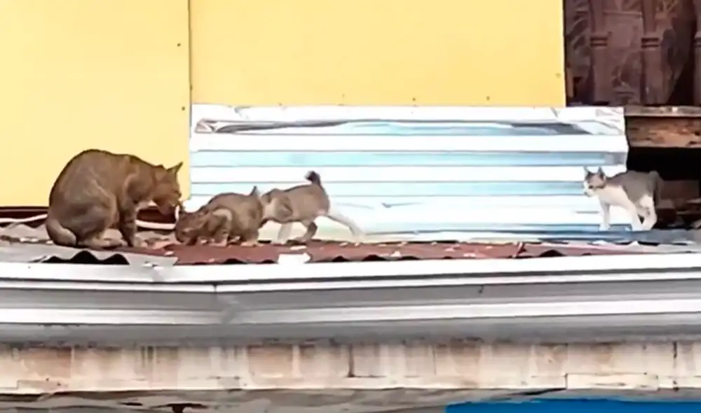 Las imágenes conmovieron el corazón de miles de usuarios en la popular plataforma de internet. Foto: captura de Facebook/ Banda Súper 14