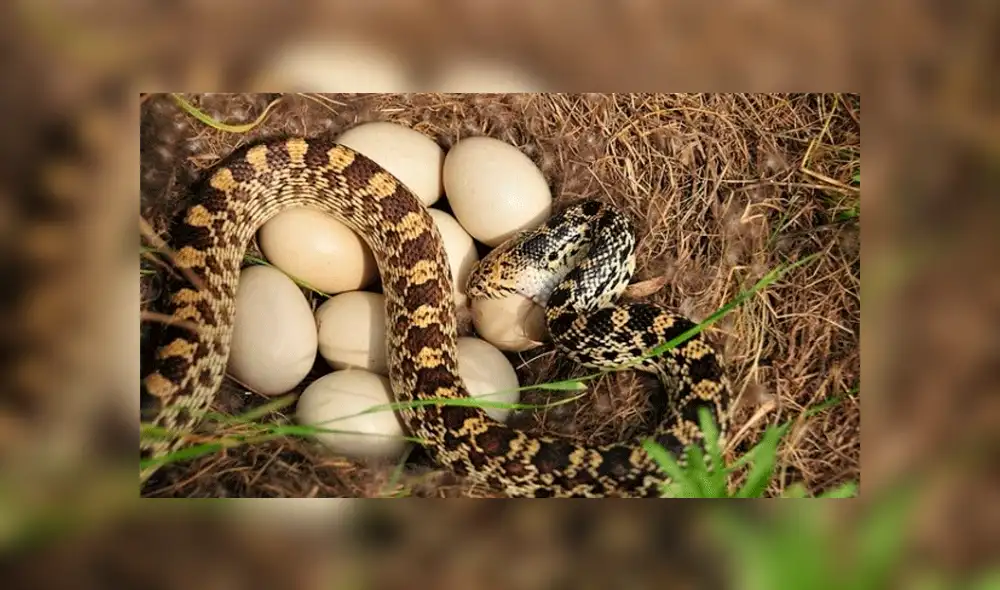 Facebook viral: peligrosas serpientes inician lucha y sucede algo increíble [VIDEO] 