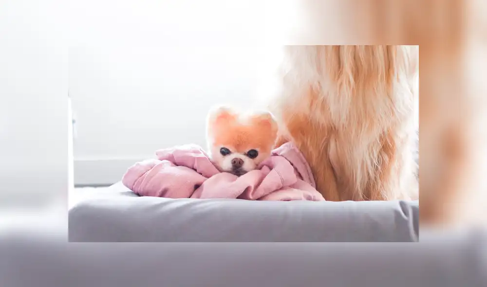 Instagram: murió Boo, el perro más lindo del mundo, que será recordado por estas tiernas fotos