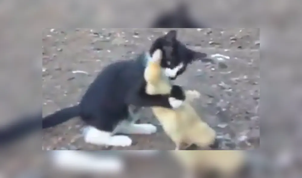 Facebook viral: Parece que gato intenta comerse un pato bebé, pero ocurre lo inesperado [VIDEO]
