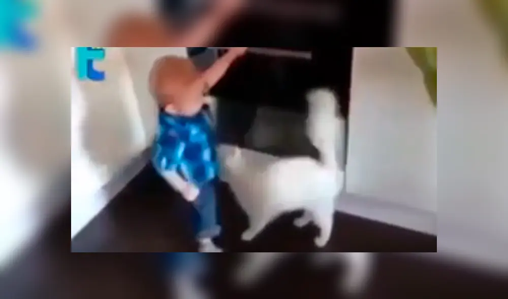 Facebook viral: preciso momento en que gato salva de morir a niño travieso que jugaba en cocina [VIDEO]