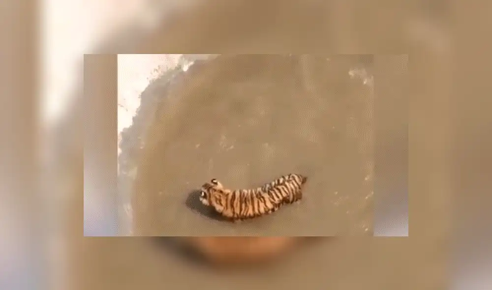 Facebook viral: Patos se burlan cruelmente de un feroz tigre, que entró a su hogar para devorarlos [VIDEO] 