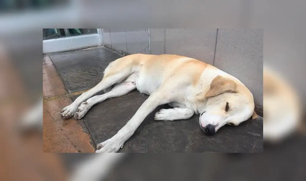 Vía Facebook: adoptan a 'Hachiko peruano' que esperaba a su dueño que murió en hospital [FOTOS]