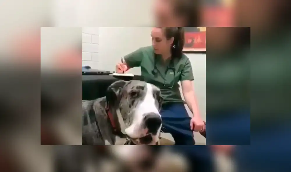 Desliza las imágenes hacia la izquierda para apreciar la inesperada reacción de un perro tras acudir al veterinario. Foto: Captura. Desliza las imágenes hacia la izquierda para apreciar la inesperada reacción de un perro tras acudir al veterinario. Foto: Captura.