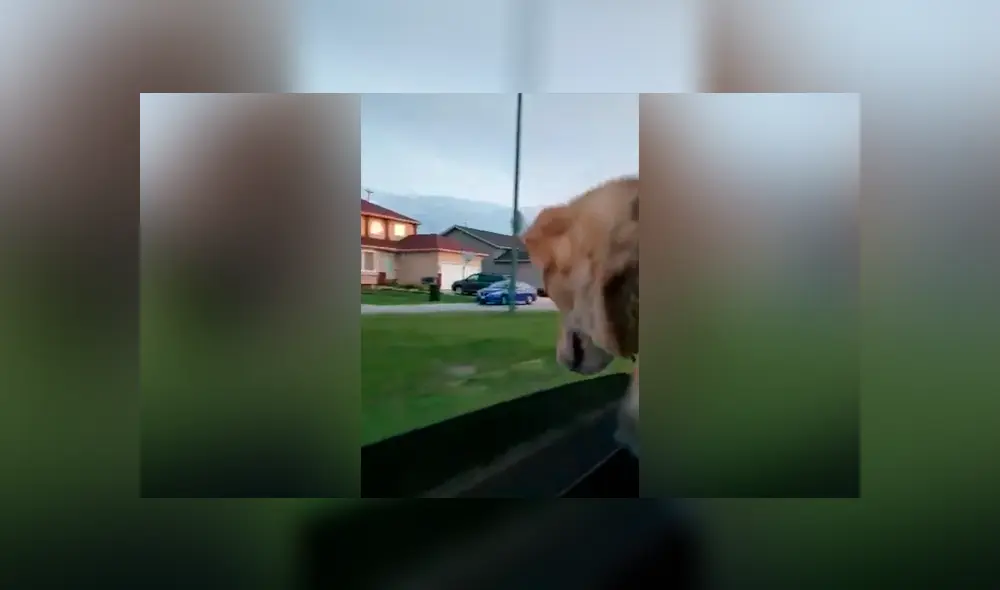 Desliza las imágenes hacia la izquierda para apreciar la emotiva reacción de un perro al perder su juguete favorito. Desliza las imágenes hacia la izquierda para apreciar la emotiva reacción de un perro al perder su juguete favorito.