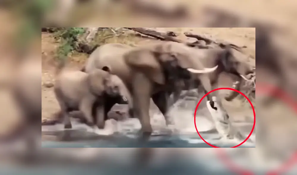 Elefante se distrae tomando agua en río y feroz cocodrilo emerge del agua para devorarlo [VIDEO]