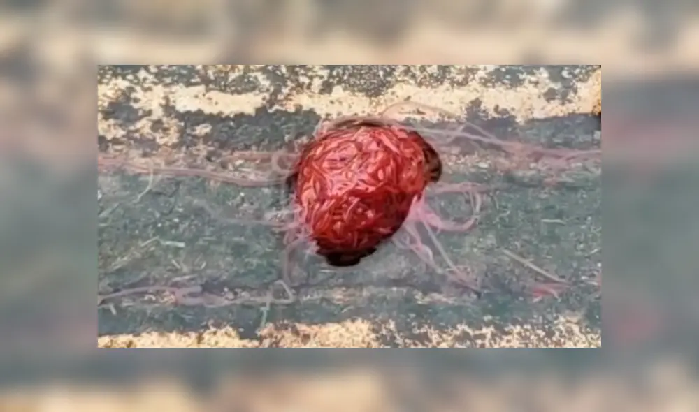 YouTube viral: criatura en forma de cerebro sale de alcantarilla y genera terror en el mundo entero [VIDEO]