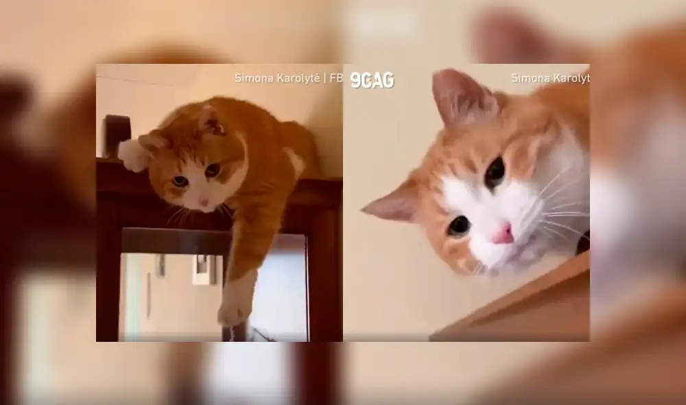 Desliza a la izquierda para conocer el nuevo viral de YouTube que ha causado ternura en los usuarios. Foto: Captura. Desliza a la izquierda para conocer el nuevo viral de YouTube que ha causado ternura en los usuarios. Foto: Captura.