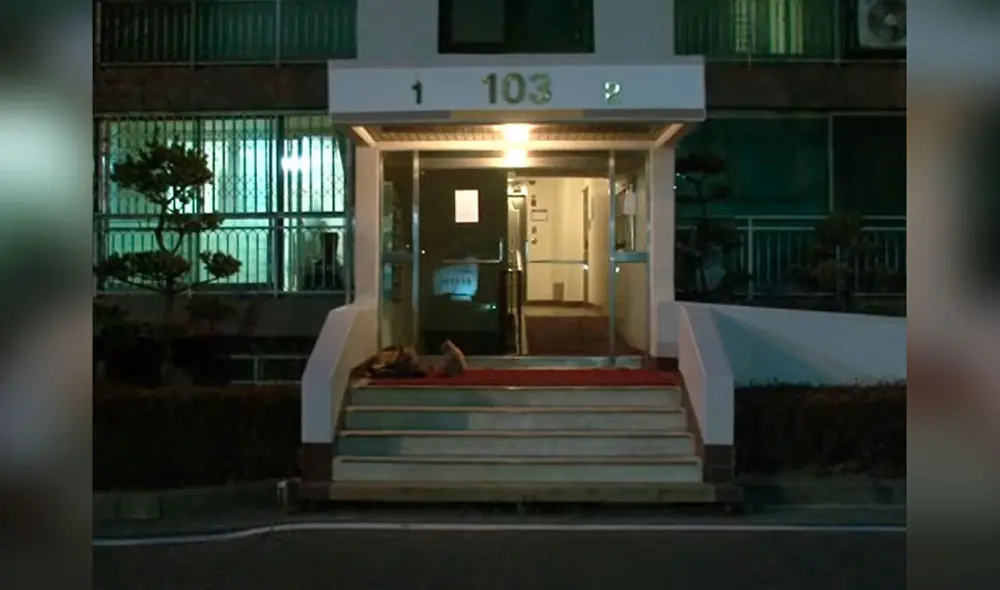 Desliza las imágenes para conocer la conmovedora historia de amistad entre un gato y una perrita. Foto: captura de YouTube Desliza las imágenes para conocer la conmovedora historia de amistad entre un gato y una perrita. Foto: captura de YouTube