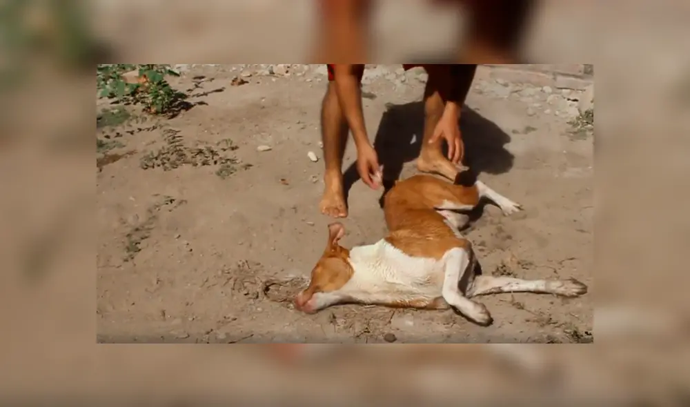 Desliza para ver el desenlace de este video viral publicado en Facebook. Foto: Captura. Desliza para ver el desenlace de este video viral publicado en Facebook. Foto: Captura.