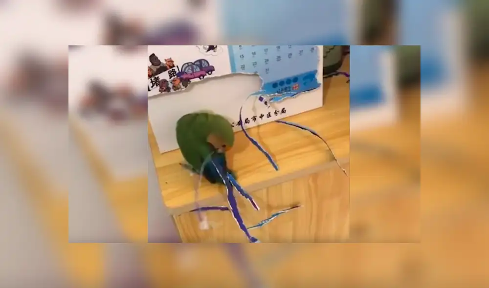 En YouTube, un loro aprovechó la distracción de su dueño para aplicar un creativo método para tener más plumas. En YouTube, un loro aprovechó la distracción de su dueño para aplicar un creativo método para tener más plumas.