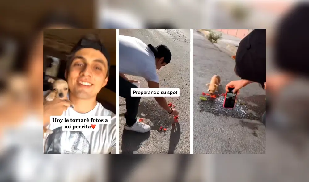 Desliza las imágenes para conocer el resultado final de la improvisada sesión que realizó un joven con su perro. Foto: Captura. Desliza las imágenes para conocer el resultado final de la improvisada sesión que realizó un joven con su perro. Foto: Captura.