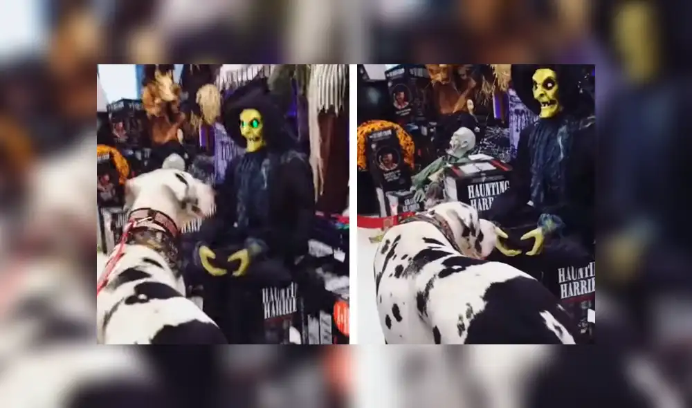 YouTube: Perro encuentra aterradora "criatura" y tiene el susto de su vida
