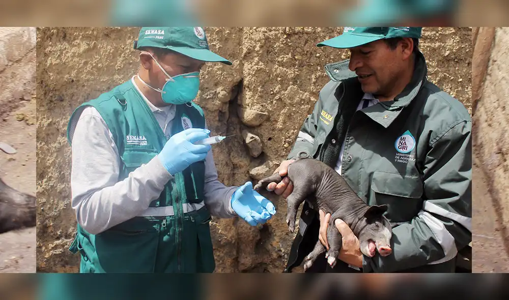 Junín: Senasa atiende 84 distritos en campaña contra la Peste Porcina