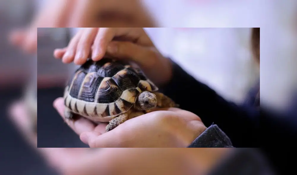 La tortuga bebé cabía en la palma de la mano. Foto: Unplash La tortuga bebé cabía en la palma de la mano. Foto: Unplash