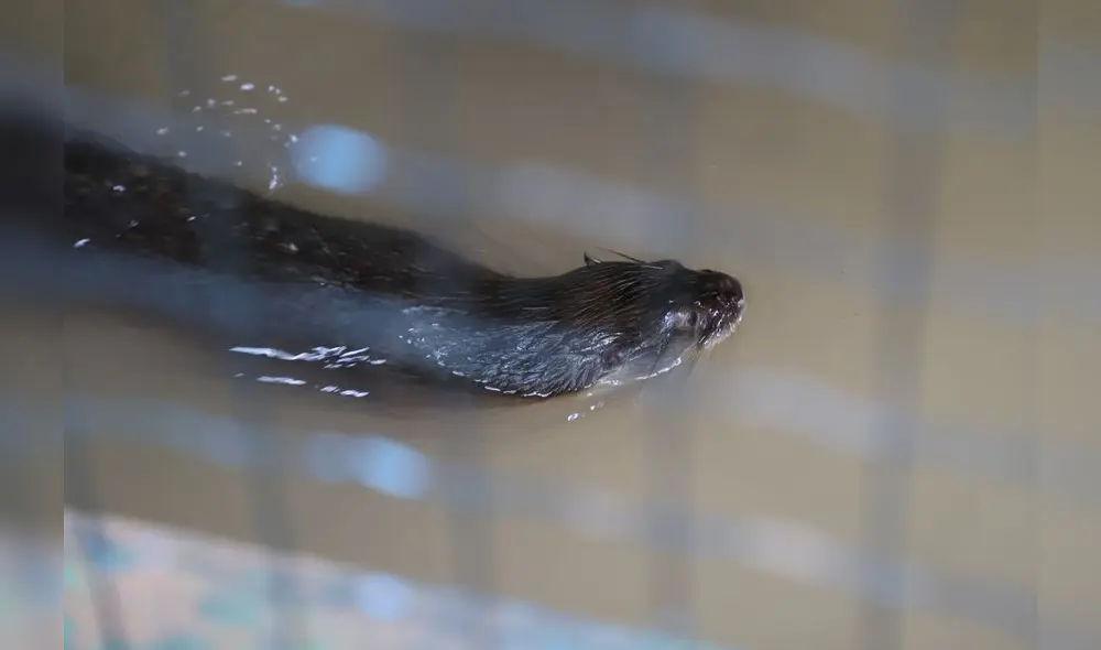 Conoce el Parque Natural de Pucallpa, un zoológico en medio de la selva [FOTOS]