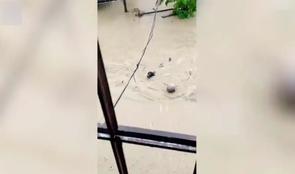 Desliza las imágenes para ver las sorprendentes escenas del hombre rescatando al perro. Foto: captura de YouTube