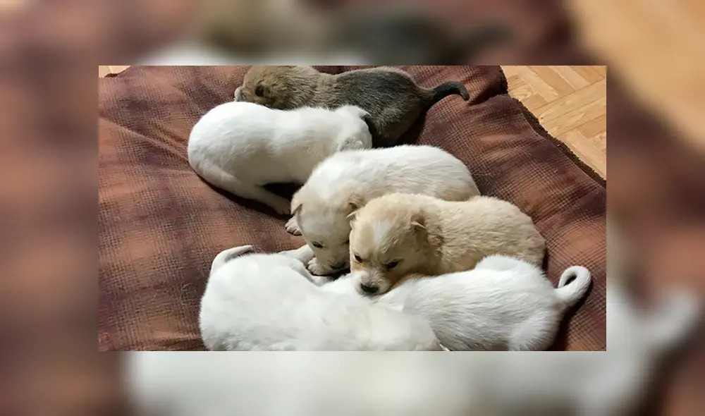 Desliza a la izquierda para saber más sobre este viral de Facebook. Foto: Captura.