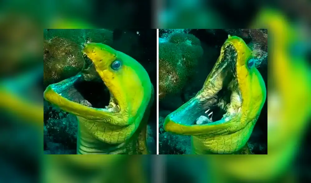 La criatura tuvo una aterradora reacción al ver que el buzo se acercaba. Foto: captura La criatura tuvo una aterradora reacción al ver que el buzo se acercaba. Foto: captura