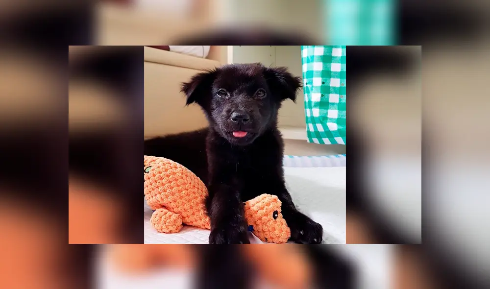 Desliza las imágenes hacia la izquierda para conocer la historia de un perro bebé que fue salvado de milagro. Foto: Captura. Desliza las imágenes hacia la izquierda para conocer la historia de un perro bebé que fue salvado de milagro. Foto: Captura.