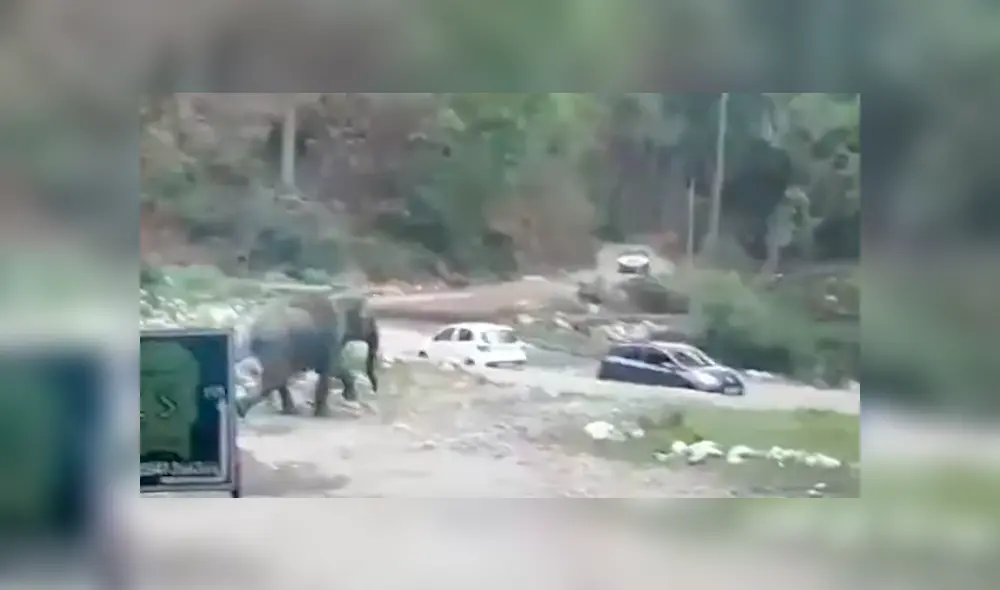 Elefantes notaron que unos vehículos estaban bloqueando su ruta y los empujaron hasta despejar su camino Elefantes notaron que unos vehículos estaban bloqueando su ruta y los empujaron hasta despejar su camino