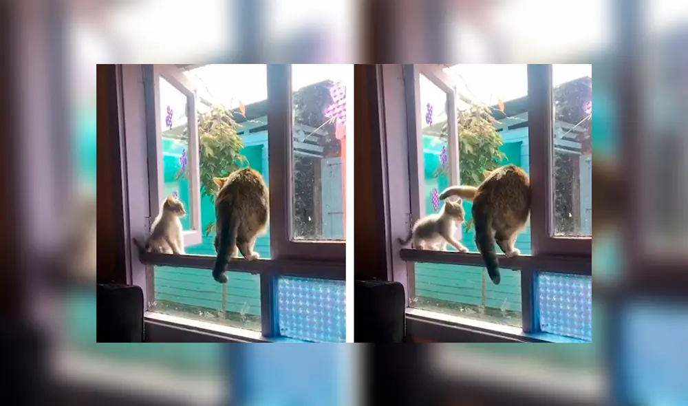 Desliza las imágenes hacia la izquierda para apreciar el incidente que sufrió un pequeño gato junto a su ‘amigo’. Desliza las imágenes hacia la izquierda para apreciar el incidente que sufrió un pequeño gato junto a su ‘amigo’.